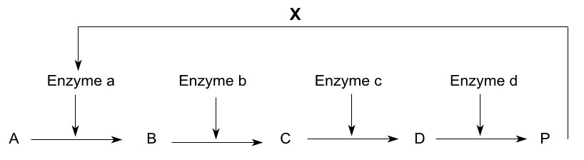 Bài 14: Enzim và vai trò của enzim trong quá trình chuyển hóa vật chất