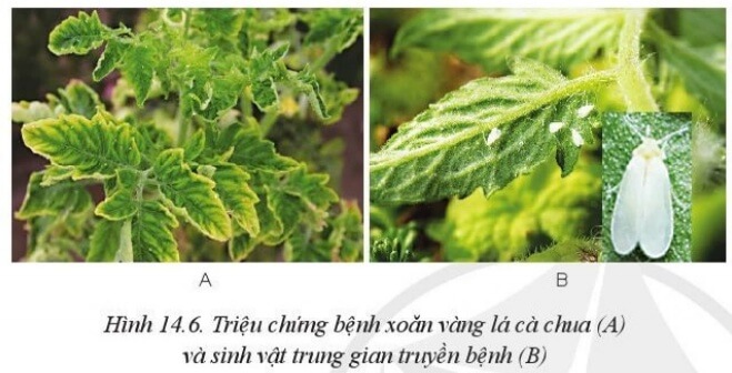 Quan sát Hình 14.6 và mô tả triệu chứng của bệnh xoăn vàng lá cà chua