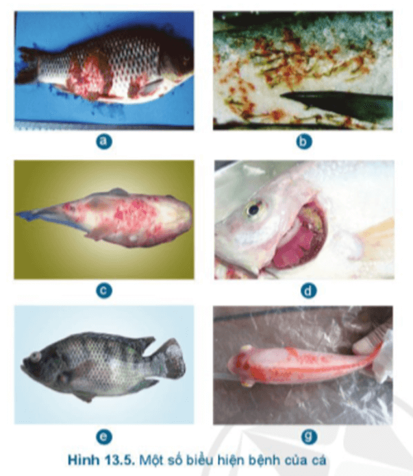 Em hãy quan sát các biểu hiện bệnh của cá trong Hình 13.5 và ghép với tên bệnh