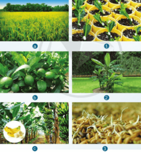 Quan sát Hình 3.1 và cho biết: Mỗi loại cây trồng được nhân giống bằng cách nào?