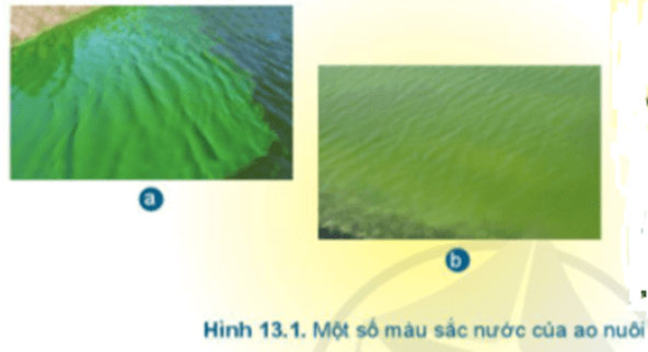Quan sát Hình 13.1 và cho biết màu nước ở ao nuôi nào phù hợp để nuôi thủy sản