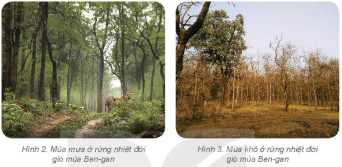 Lý thuyết Địa Lí 6 Bài 24: Rừng nhiệt đới | Kết nối tri thức