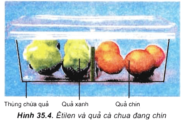 Lý thuyết Sinh học 11 Bài 35: Hoocmôn thực vật | Lý thuyết Sinh học 11 ngắn gọn