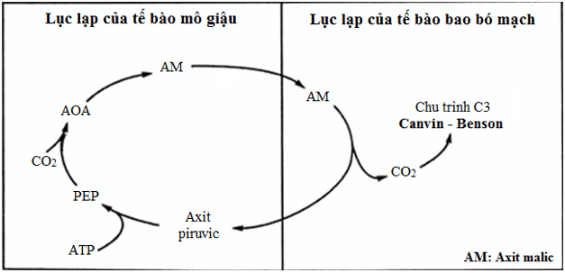 Lý thuyết Sinh học 11 Bài 9: Quang hợp ở các nhóm thực vật C<sub>3</sub>, C<sub>4</sub> và CAM | Lý thuyết Sinh học 11 ngắn gọn