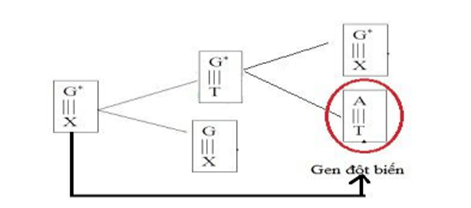 Lý thuyết Sinh học 12 Bài 4: Đột biến gen (hay, ngắn gọn)