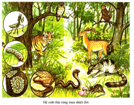 Lý thuyết Sinh học 12 Bài 42: Hệ sinh thái (hay, ngắn gọn)