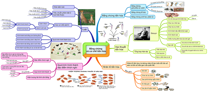 Lý thuyết Sinh học 12 Bài 47: Ôn tập phần tiến hóa và sinh thái học (hay, ngắn gọn)