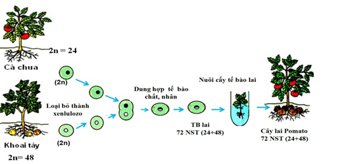 Lý thuyết Sinh học 12 Bài 19: Tạo giống bằng phương pháp gây đột biến và công nghệ tế bào (hay, ngắn gọn)