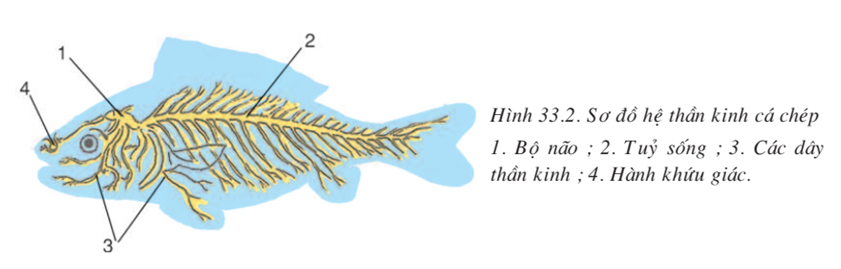 Lý thuyết Sinh học 7 Bài 33: Cấu tạo trong của cá chép hay, ngắn gọn