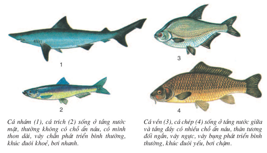 Lý thuyết Sinh học 7 Bài 34: Đa dạng và đặc điểm chung của các lớp Cá hay, ngắn gọn