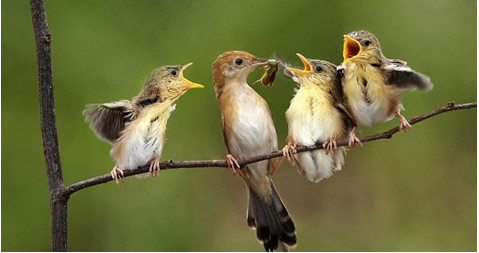 Lý thuyết Sinh học 7 Bài 44: Đa dạng và đặc điểm chung của lớp chim hay, ngắn gọn