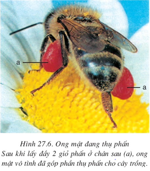 Lý thuyết Sinh học 7 Bài 27: Đa dạng và đặc điểm chung của lớp Sâu bọ hay, ngắn gọn
