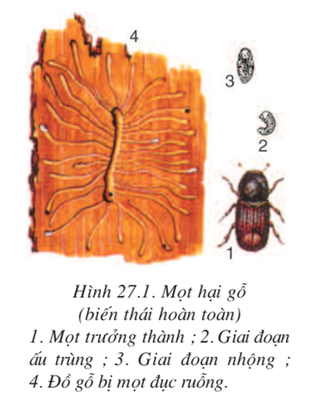 Lý thuyết Sinh học 7 Bài 27: Đa dạng và đặc điểm chung của lớp Sâu bọ hay, ngắn gọn