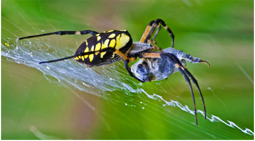 Lý thuyết Sinh học 7 Bài 25: Nhện và sự đa dạng của lớp hình nhện hay, ngắn gọn