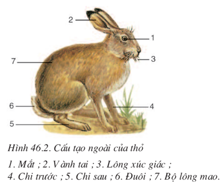 Lý thuyết Sinh học 7 Bài 46: Thỏ hay, ngắn gọn