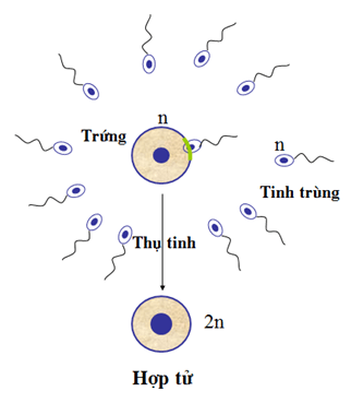 Lý thuyết Sinh học 9 Bài 11: Phát sinh giao tử và thụ tinh hay, chi tiết