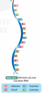 Giáo án KHTN 9 Kết nối tri thức Bài 38: Nucleic acid và gene | Giáo án Khoa học tự nhiên 9