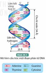 Giáo án KHTN 9 Kết nối tri thức Bài 38: Nucleic acid và gene | Giáo án Khoa học tự nhiên 9