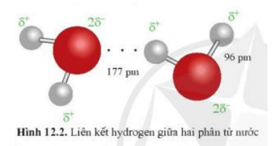 Hai phân tử nước có thể liên kết được với nhau. Dựa vào sự phân bố điện tích