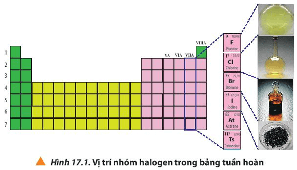 Quan sát Hình 17.1, cho biết vị trí nhóm halogen trong bảng tuần hoàn
