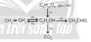 Viết phương trình hoá học của các phản ứng xảy ra theo sơ đồ sau
