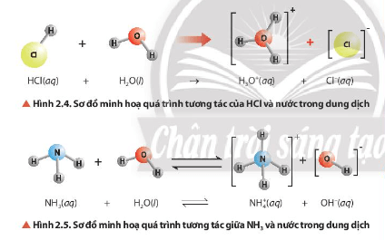 Nhận xét về vai trò acid – base của phân tử H2O trong các cân bằng ở Hình 2.4