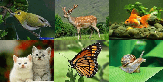 Bài 34: Tìm hiểu sinh vật ngoài thiên nhiên