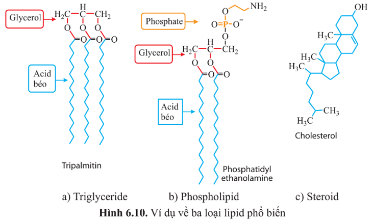 Các lipid trong hình 6.10 được cấu tạo từ những nguyên tố chính nào