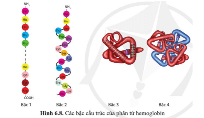 Phân biệt các bậc cấu trúc của phân tử hemoglobin