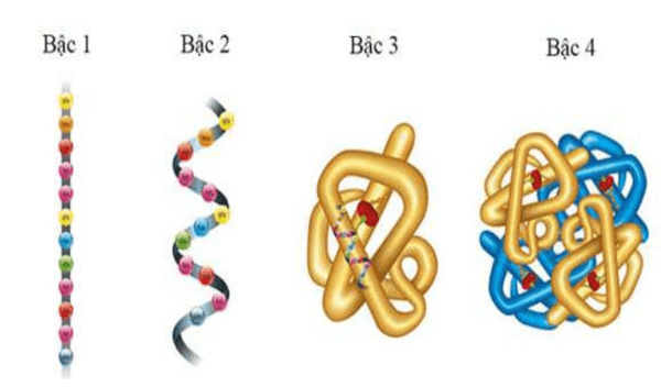 Khi thực hiện chức năng, protein có cấu trúc bậc mấy