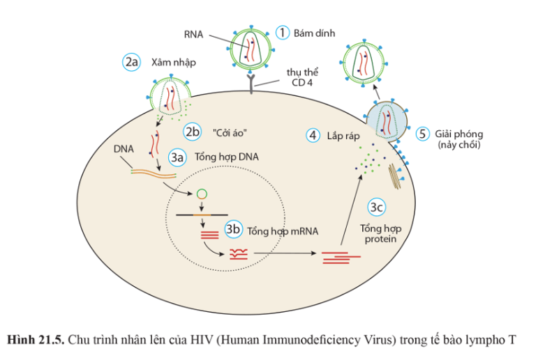 Quan sát các hình 21.4, 21.5 và mô tả các giai đoạn trong chu trình nhân lên của virus