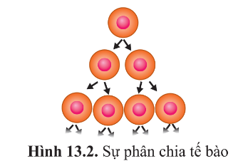 Quan sát hình 13.2, cho biết các tế bào mới được tạo ra từ một tế bào thì giống nhau hay khác nhau?