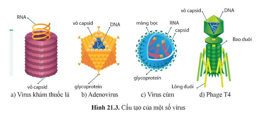 Quan sát hình 21.3 và cho biết cấu trúc nào của virus đóng vai trò là thụ thể.