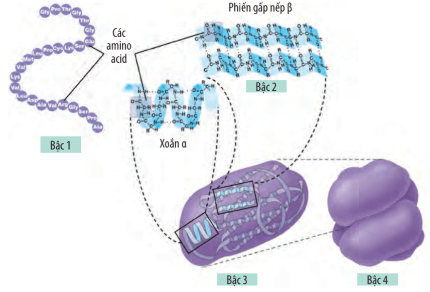 Lý thuyết Sinh 10 Chân trời sáng tạo Bài 6: Các phân tử sinh học trong tế bào