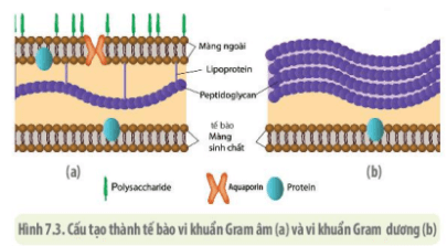 Quan sát cấu tạo thành tế bào vi khuẩn Gr- và vi khuẩn Gr+ ở hình 7.3 (ảnh 1)