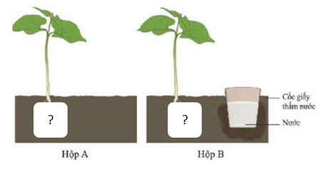 Trắc nghiệm Sinh học 11 Kết nối tri thức Bài 15 (có đáp án): Cảm ứng ở thực vật