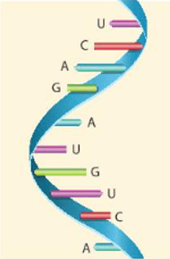 Có nhiều nhất bao nhiêu đoạn phân tử RNA khác nhau chứa 4 phân tử nucleotide trong đó