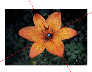 Hình con công và hình bông hoa sau đây, hình nào có tâm đối xứng?