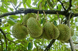 Văn mẫu 4 | Tập làm văn lớp 4