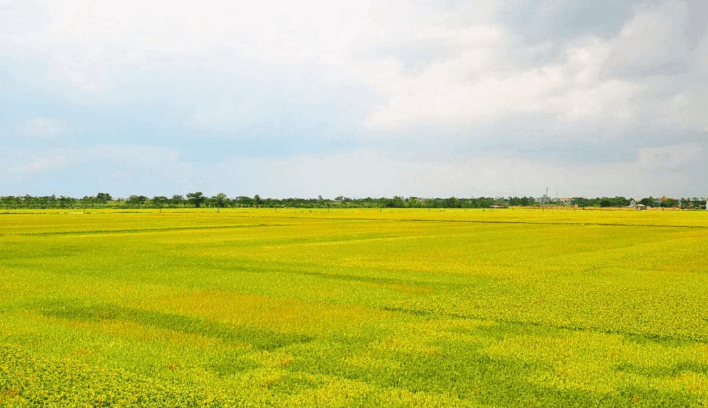 Top 50 Tả cánh đồng lúa (siêu hay, ngắn gọn)