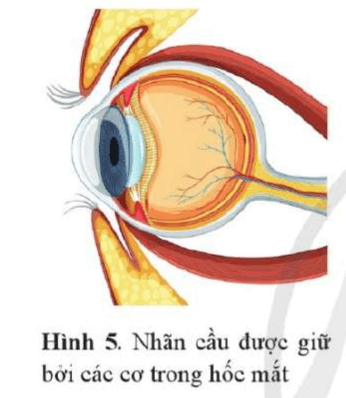 Các cơ vận động nhãn cầu tạo ra chuyển động của nhãn cầu và chuyển động đồng bộ của mi mắt