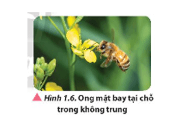 Một con ong mật đang bay tại chỗ trong không trung (Hình 1.6) đập cánh với tần số khoảng 300 Hz