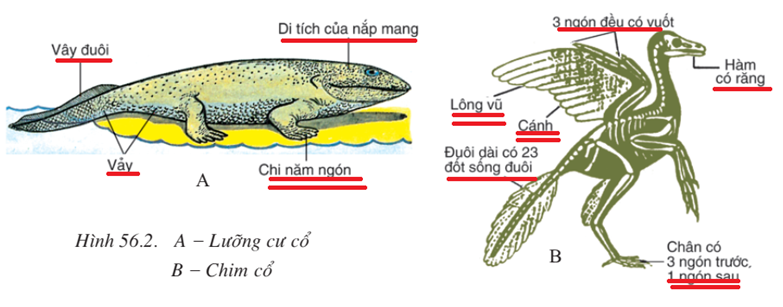 Lý thuyết Sinh học 7 Bài 56: Cây phát sinh giới động vật hay, ngắn gọn