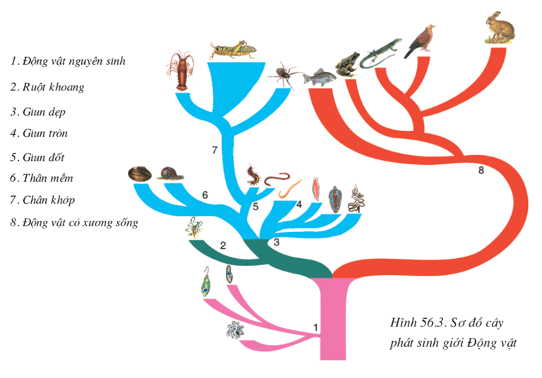 Lý thuyết Sinh học 7 Bài 56: Cây phát sinh giới động vật hay, ngắn gọn