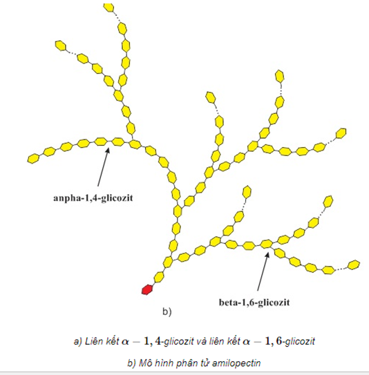Cấu trúc phân tử của Tinh bột