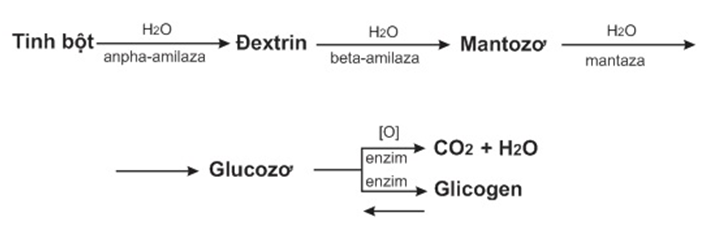 Sơ đồ chuyển hóa tinh bột trong cơ thể