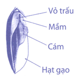 Bài tập phát triển năng lực Toán lớp 4 Tuần 29 (trang 41, 42, 43, 44, 45)