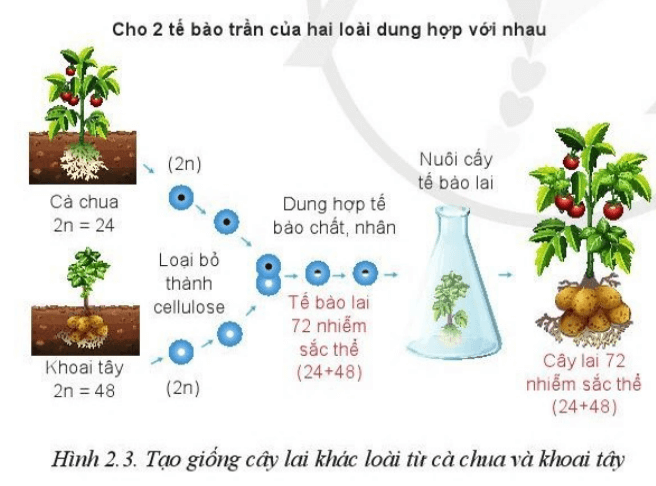 Chuyên đề Công nghệ 10 trang 10 Cánh diều