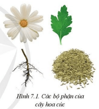 Mô tả đặc điểm các bộ phận của cây hoa cúc trong hình 7.1