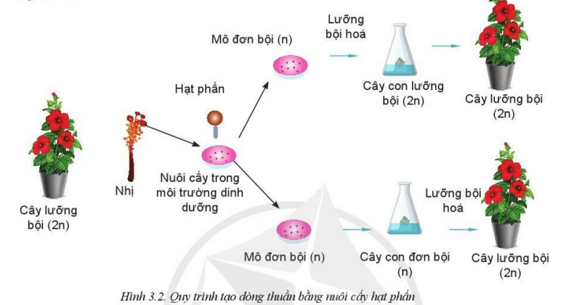 Chuyên đề Công nghệ 10 trang 13 Cánh diều